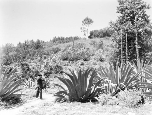 Kellogg Horse Farm cactus garden