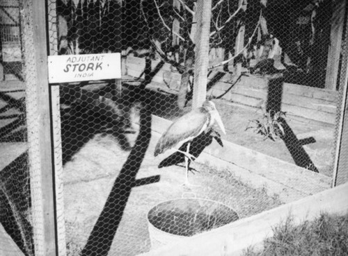 Adjutant stork at Zoopark