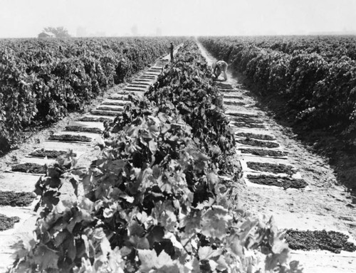 Grapes drying