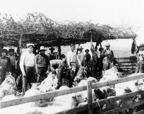 Men shearing sheep