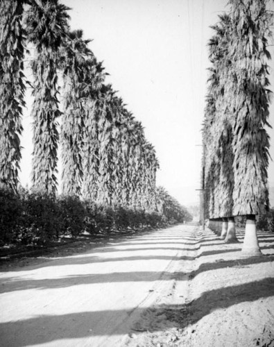 Palms line the road between citrus groves in Granada Hills