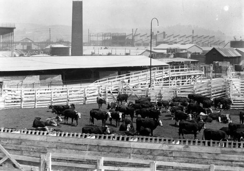 Wilson & Co., beef in the stockyards