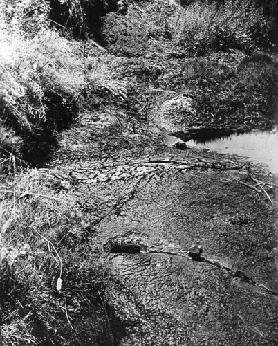 Dried asphaltum at tar pit