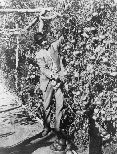 Man and tomato plant