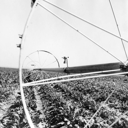 Irrigator