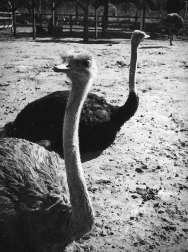 Male and female ostrich at Lincoln Park