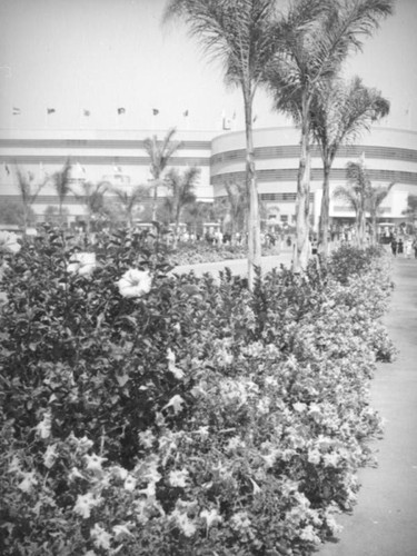 Hollywood Park, hibiscus and palm lined path