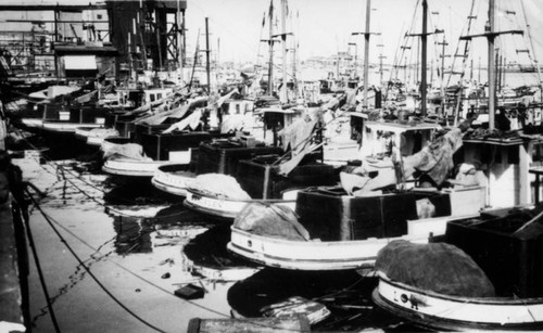 Fishing boats, L.A. Harbor