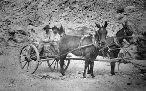 Two-mule team