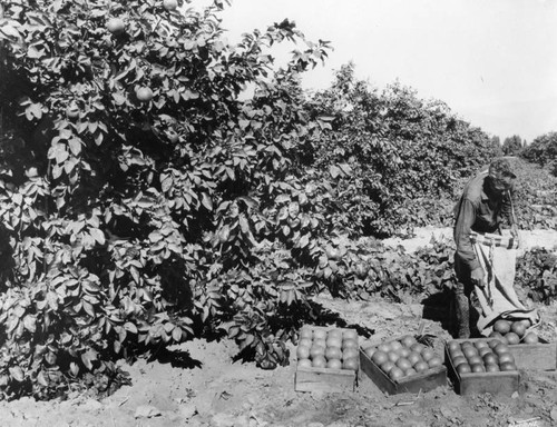 Grapefruit picking