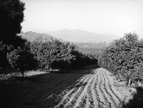 Glendora orchards