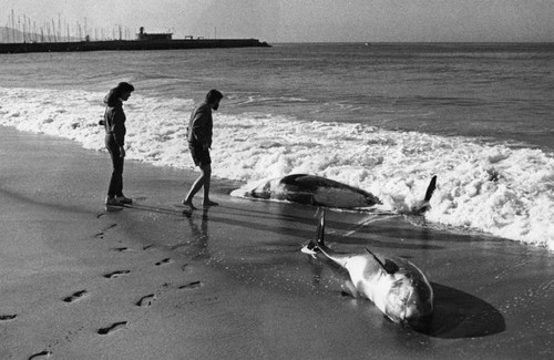 Dolphins discovered on the shore in Hermosa Beach