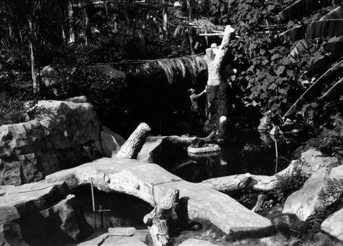 Nature scene in California Botanical Garden