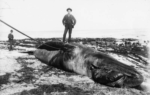 Dead whale