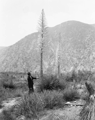 San Gabriel Canyon