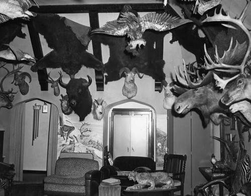 House with taxidermy specimens