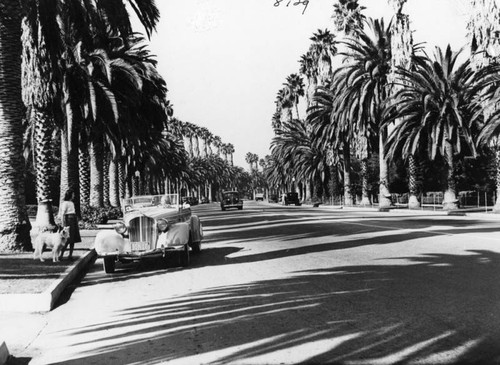 Palm lined street