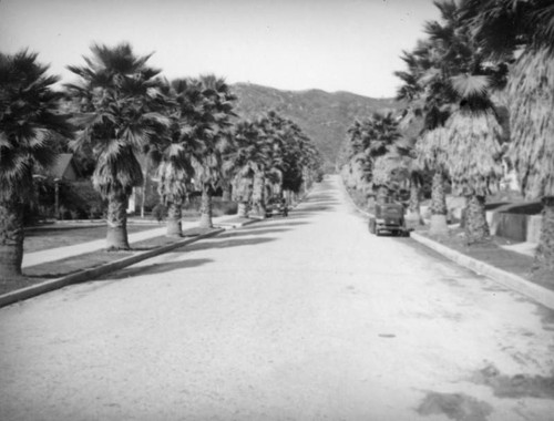 Palm lined street in Eagle Rock