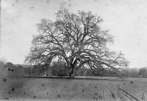 Oak on Rancho Chico