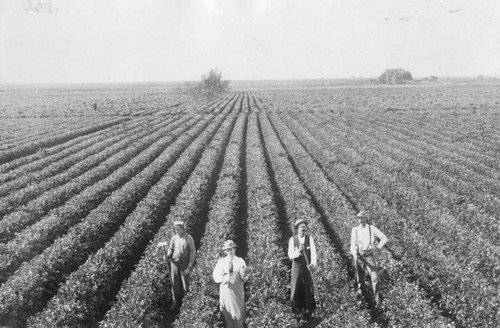 Celery field