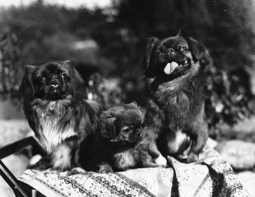 Pekingese dogs