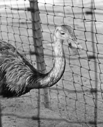 Ostrich at zoo