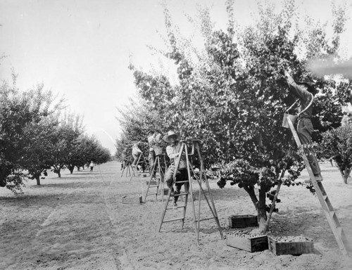 Harvesting apricots