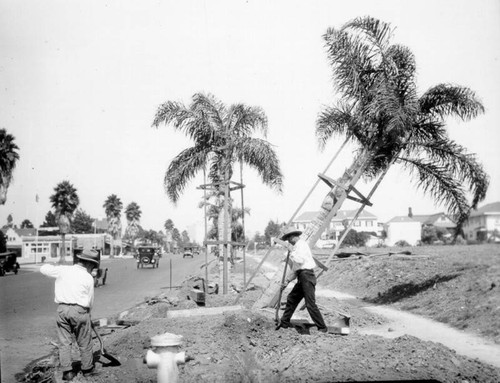 Palm planting