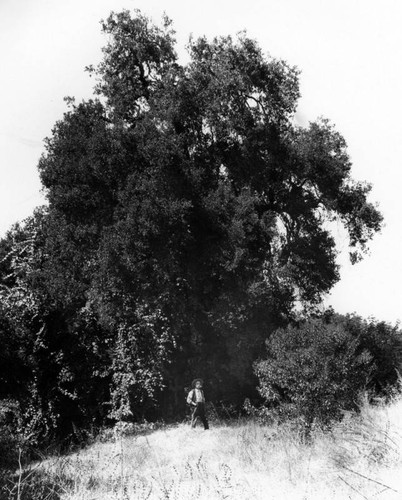 Cathedral Oak, South Pasadena