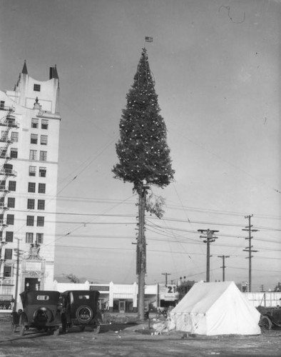 Christmas trees high up in Los Angeles, view 4