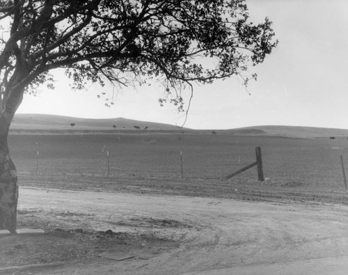 Cattle in field