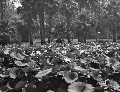 Lotus gardens, Echo Park