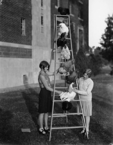 Roosters on a ladder