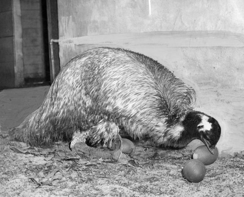 Henpecked emu