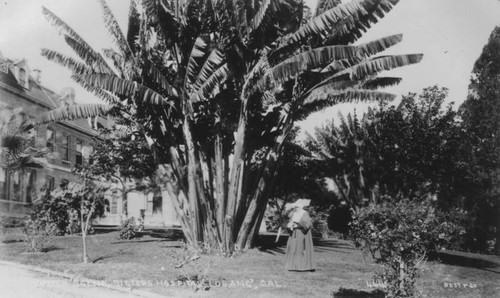 Sisters Hospital, gardens