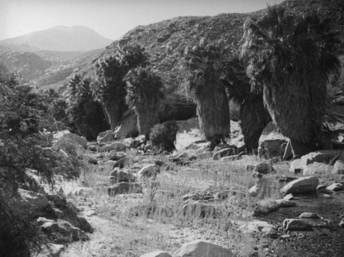 Palm Canyon area creek