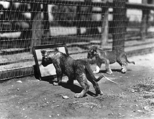 Lion cubs and mirrors