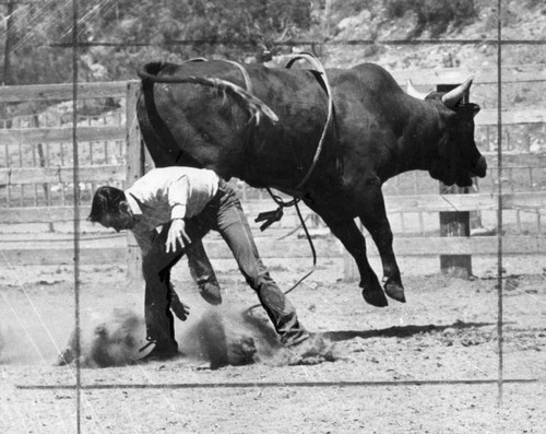 Newhall Rodeo, riders better than ever