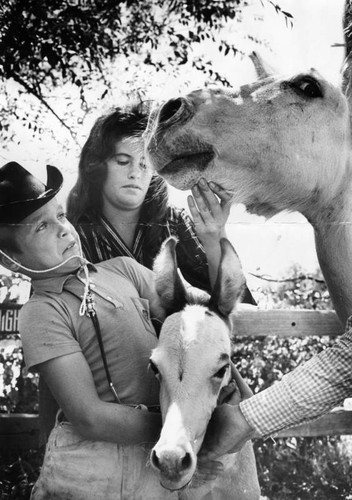 Small animal is rare hinny, whose mother, a jenny, looks on proudly