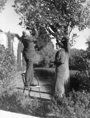 Picking oranges, Huntington Hotel