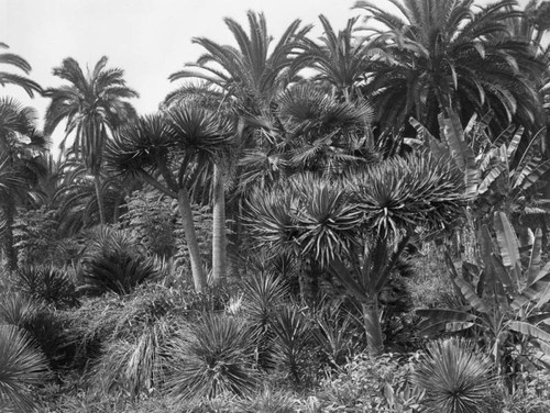 Garden at MacArthur Park