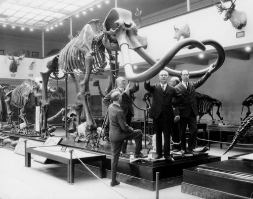 Mastodon skeleton, L.A. County Museum of Natural History