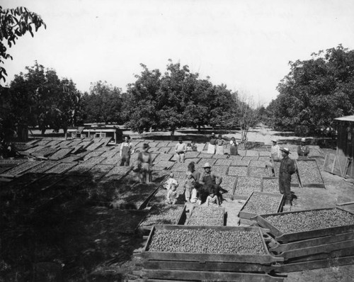 Walnuts in West Covina