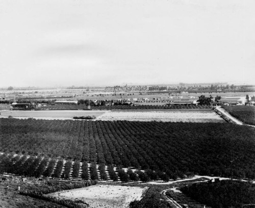 View of orchards in the San Fernando Valley