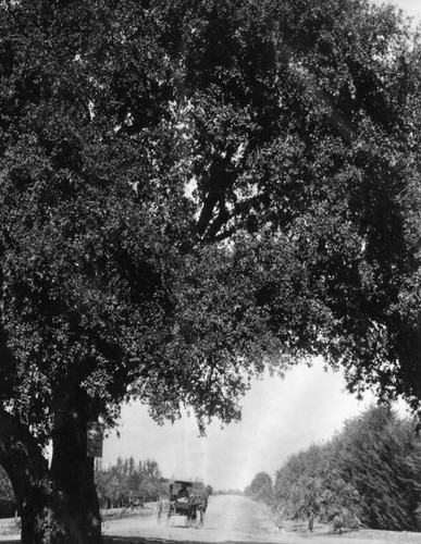 Orange Grove Ave. tree in Pasadena