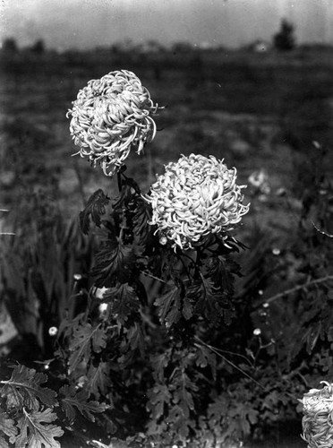 Chrysanthemums