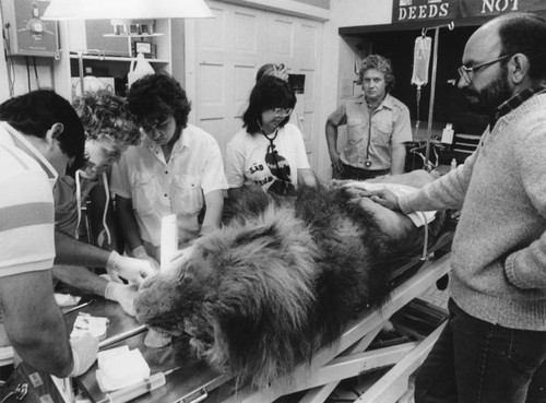 Lion getting dental work done at sanctuary