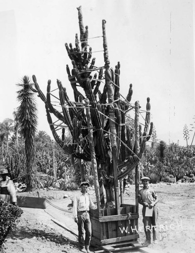 Crated cactus, Huntington Gardens