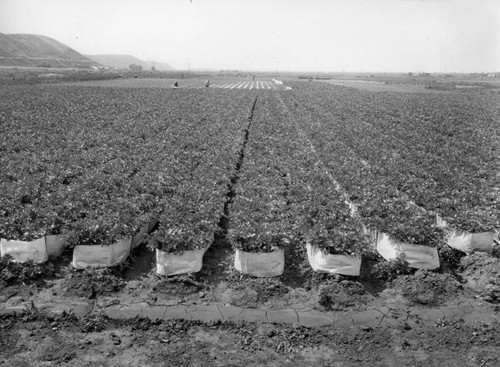 Celery field