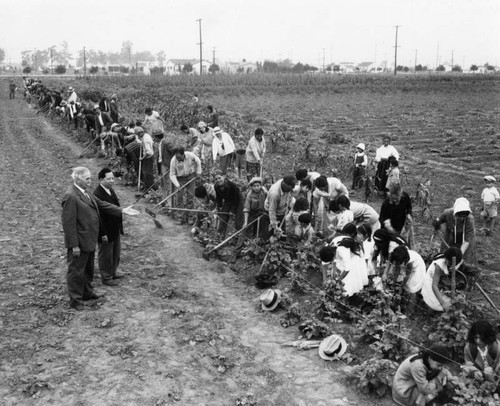 Farm laborers working the fields